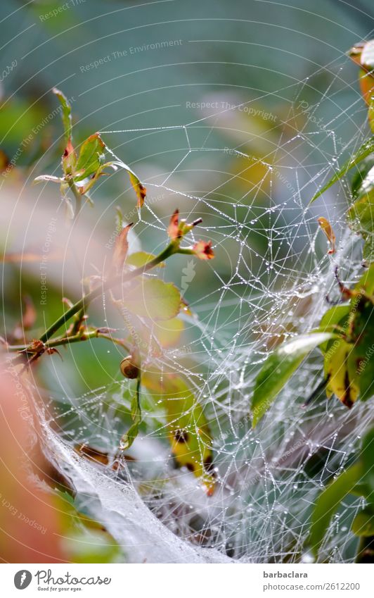 Spider's networked home of his own Nature Plant Animal Drops of water Autumn Climate Bushes Leaf Garden Snail Spider's web Illuminate Bright Bizarre Life