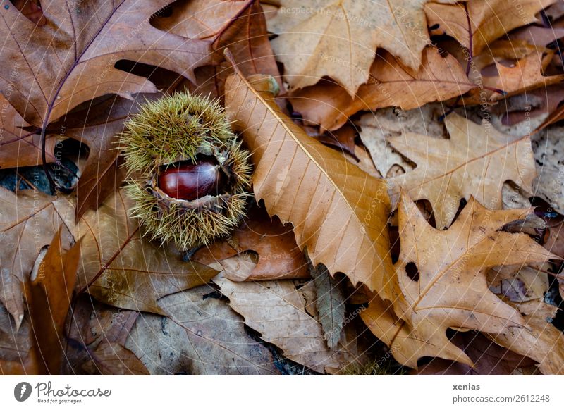 A shiny chestnut on brown autumn leaves Chestnut Autumn flaked Park Forest Round Thorny Brown green Autumn leaves Ground Chestnut tree Beech family Nut fruit