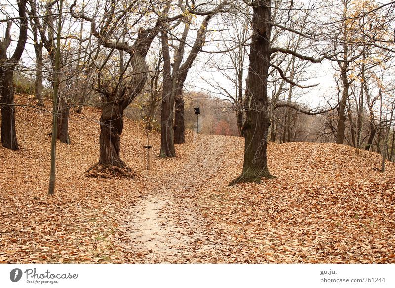 chestnut grove Nature Landscape Autumn Tree Leaf Park Forest Hill Lanes & trails Old Brown White Empty Deciduous tree Deciduous forest Branch Chestnut tree