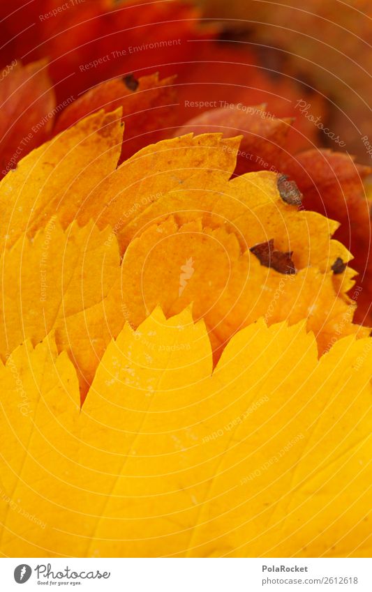 #A# Leaf gradient Art Esthetic Autumn Autumnal Autumn leaves Autumnal colours Early fall Progress Color gradient Automn wood Nature Colour photo Multicoloured