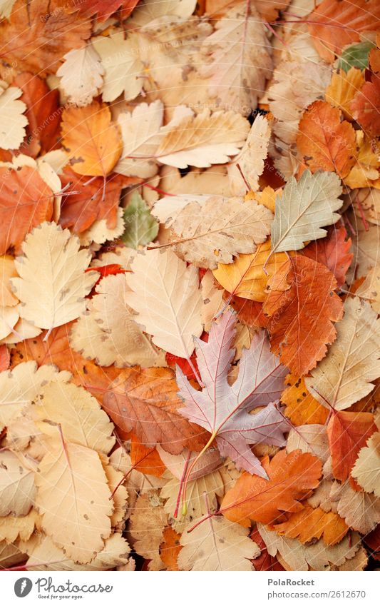 #A# Orange rustling Art Esthetic Leaf Autumn Autumnal Autumnal colours Early fall Autumnal weather Autumn wind Many Ground Rustling Colour photo Subdued colour