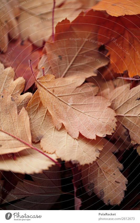 #A# Decent Autumn Nature Esthetic Leaf Autumnal Autumn leaves Autumnal colours Early fall Autumnal weather Seasons Beige Colour photo Subdued colour