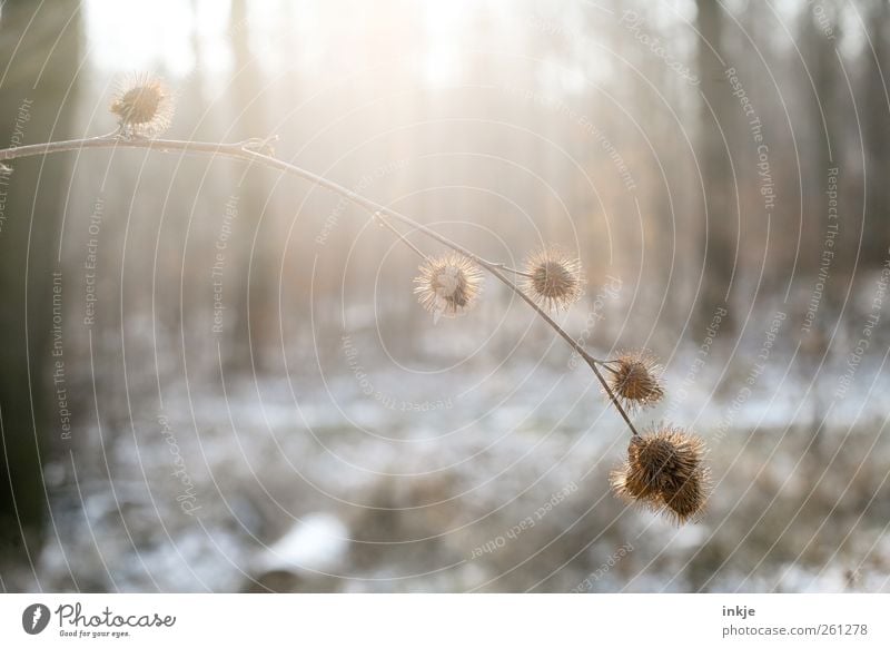 In the morning in the cold Environment Nature Sunlight Winter Climate Beautiful weather Snow Plant Bushes Thistle Seed Tree Tree trunk Branch Twig Park Forest