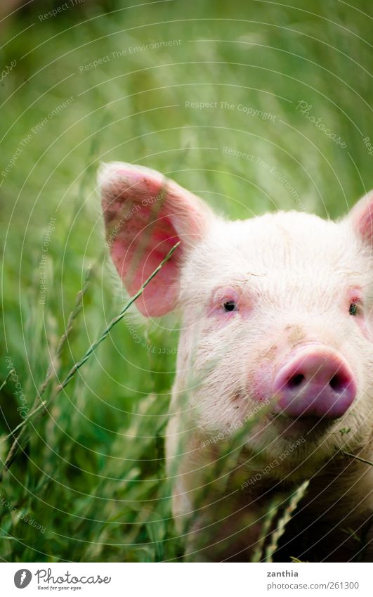 piggy Animal Farm animal Swine Piglet 1 Baby animal Looking Stand Green Pink Adventure Discover Idyll Nature New Zealand North Island Rural Nose Pig's ear Sow