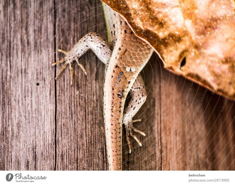 Caught Vacation & Travel Tourism Trip Adventure Far-off places Freedom Animal Wild animal Gecko 1 Exceptional Exotic Fantastic Hide Leaf Limp Malaya Asia
