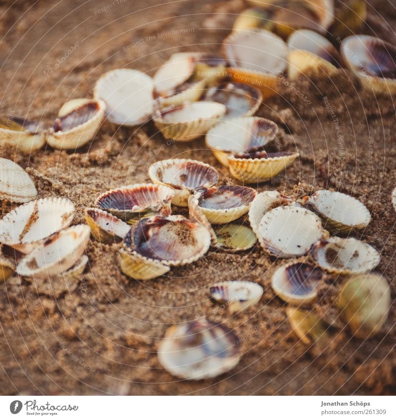 clam collection Senses Relaxation Calm Meditation Vacation & Travel Trip Far-off places Summer Summer vacation Environment Nature Sand Beautiful weather Warmth