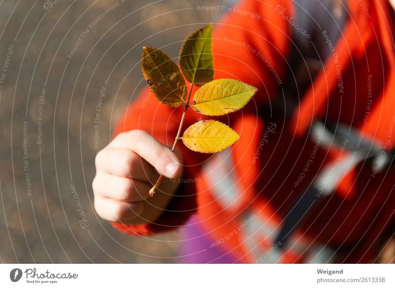 Autumn Happiness III Harmonious Thanksgiving Parenting Kindergarten Child Girl Infancy 1 Human being 3 - 8 years Stand Natural Yellow Orange Joy Happy