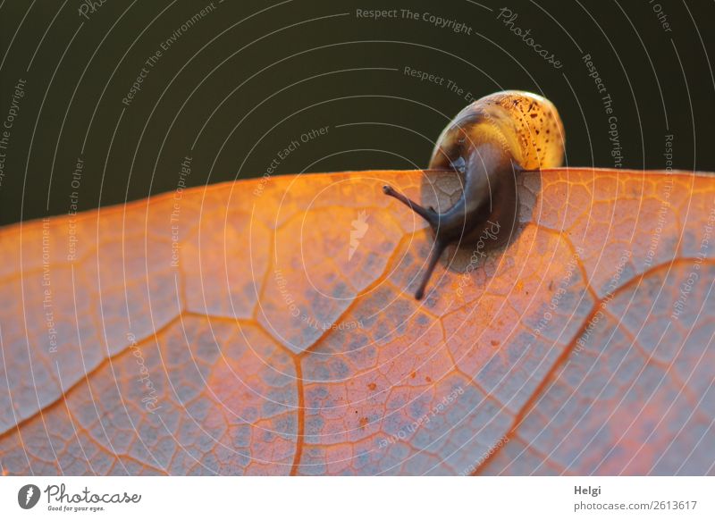 Mini snail climbs along the edge of a leaf in sunlight Environment Nature Plant Animal Autumn flaked Rachis Park Crumpet 1 Baby animal To hold on Exceptional