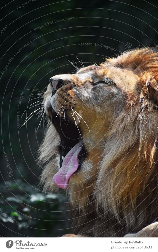 Close up side portrait of male African lion Nature Animal Wild animal Animal face 1 Yawn Roar Roaring Lion Mouth open Whisker Tongue Cat Carnivore Big cat