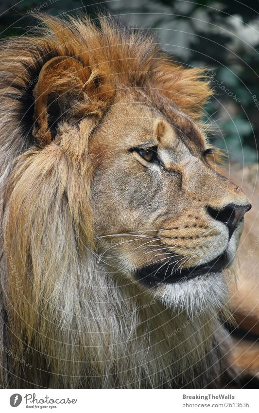 Close Up Profile Portrait Of Male African Lion A Royalty Free Stock Photo From Photocase