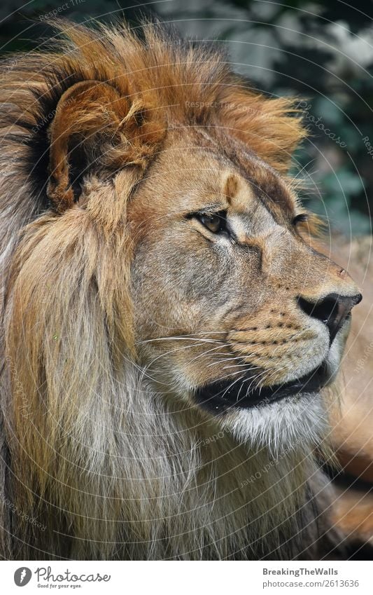 Close up profile portrait of male African lion Nature Animal Wild animal Animal face Zoo 1 Profile Lion Lion's mane Snout Head Cute Eyes Self-confident Big cat