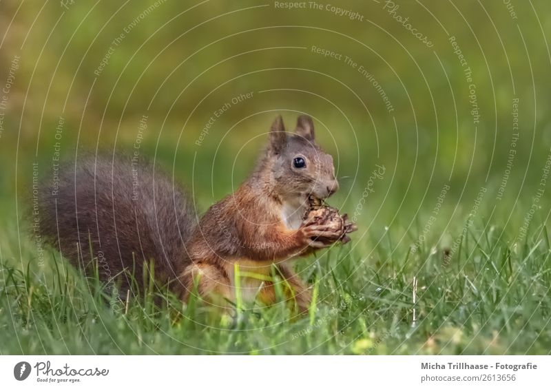 Eating squirrel in the meadow Fruit Walnut Nature Animal Sunlight Beautiful weather Grass Meadow Wild animal Animal face Pelt Claw Paw Squirrel Rodent 1 To feed
