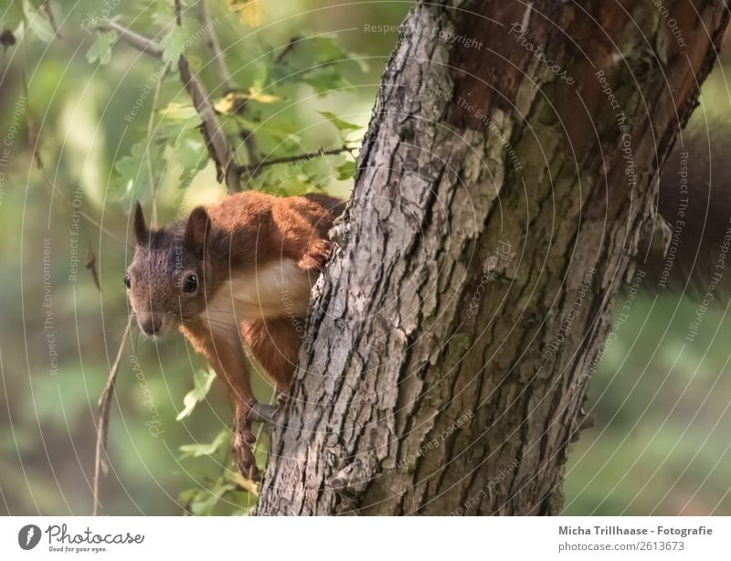 Curious squirrel in a tree Nature Animal Sunlight Beautiful weather Tree Leaf Forest Wild animal Animal face Pelt Claw Paw Squirrel Rodent 1 Observe Hang