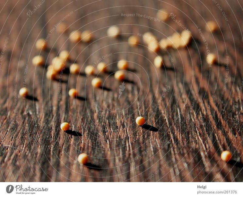 many mustard seeds on a wooden plate Food Herbs and spices Nutrition Lie Simple Small Round Dry Brown Yellow Mustard Mustard seed Tabletop Wood