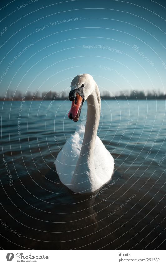 Cygnus olor Environment Nature Water Sky Cloudless sky Beautiful weather Lakeside Animal Wild animal Bird Swan Beak gooseneck 1 Looking Swimming & Bathing