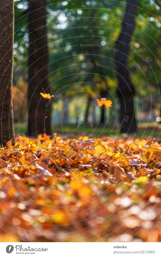 autumn city park Sun Garden Environment Nature Landscape Plant Autumn Tree Leaf Park Forest Bright Natural Yellow Gold Green Colour background blur colorful