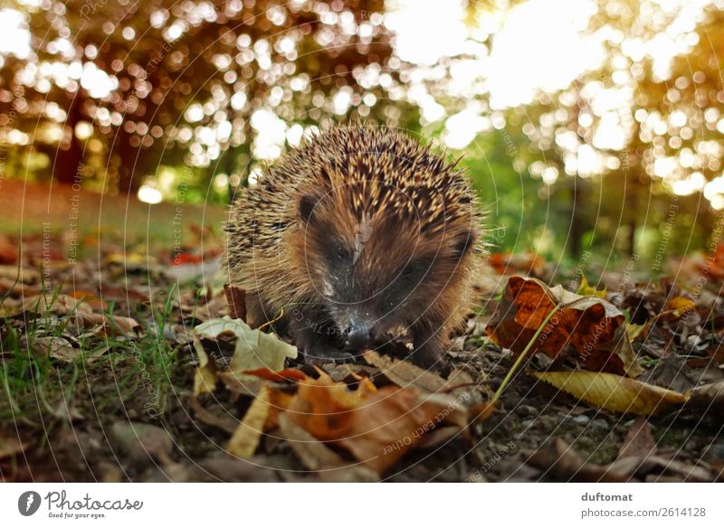 Don't stroke me! Nutrition Slow food Hunting Environment Nature Plant Animal Sunlight Autumn Bushes Leaf Garden Park Meadow Field Forest Wild animal Hedgehog 1