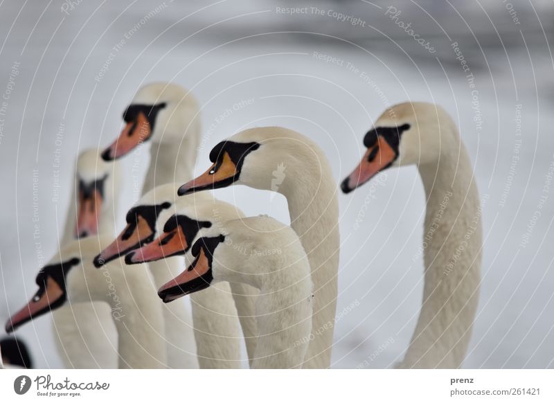 meeting Environment Nature Animal Bird Swan Group of animals Looking Stand Curiosity Gray White Neck Head Date Colour photo Exterior shot Day