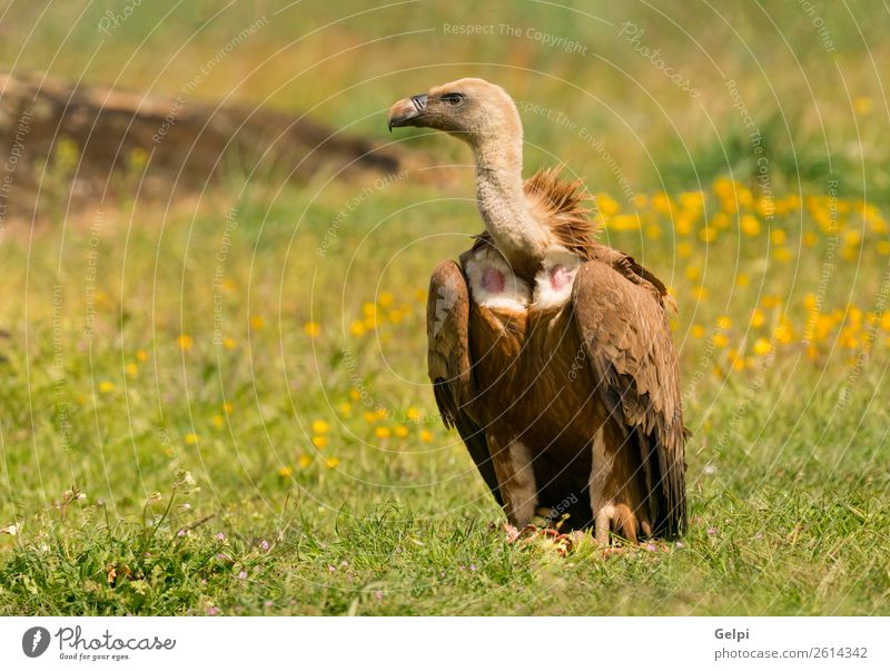 Portrait of a young vulture in the nature Face Zoo Nature Animal Bird Old Stand Large Natural Strong Wild Blue Brown Black White wildlife Vulture Scavenger Beak