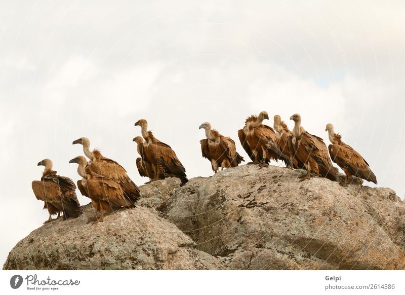 Vultures on a big rock with the cloudy sky in the background Face Group Zoo Nature Animal Bird Stone Old Stand Large Natural Strong Wild Blue Brown Black White