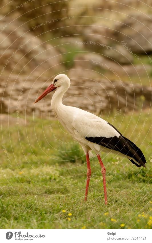 Elegant white stork walking in the field Beautiful Freedom Couple Adults Nature Animal Wind Flower Grass Bird Flying Long Wild Blue Green Red Black White Colour