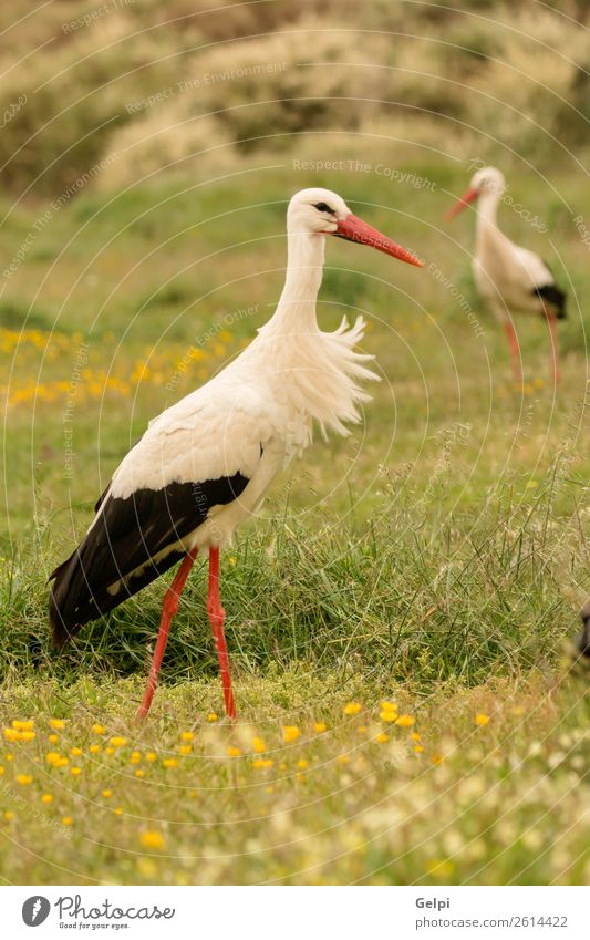 Elegant white stork walking in the field Beautiful Freedom Couple Adults Nature Animal Wind Flower Grass Bird Flying Long Wild Blue Green Red Black White Colour