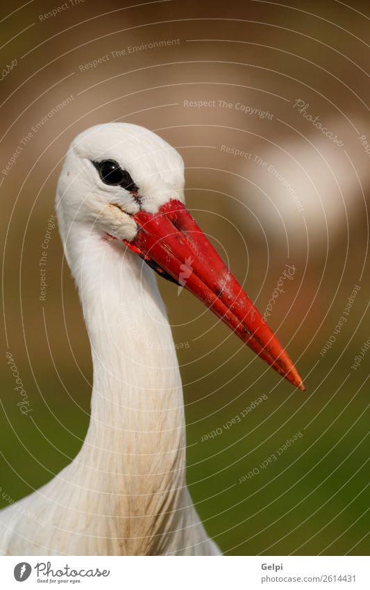 Elegant white stork walking in the field Beautiful Freedom Couple Adults Nature Animal Wind Flower Grass Bird Flying Long Wild Blue Green Red Black White Colour