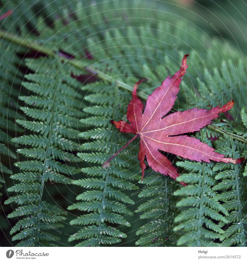leaf on leaf Environment Nature Plant Autumn Fern Leaf Wild plant Maple leaf Rachis Park Lie To dry up Exceptional Uniqueness Natural Green Red Moody Life Calm