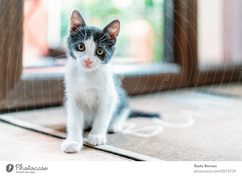 Cute Baby Cat Playing At Home A Royalty Free Stock Photo From