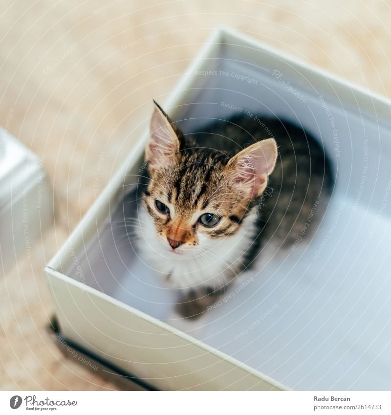 Cute Baby Cat In Small Box At Home Beautiful House (Residential Structure) Animal Pet Animal face 1 Baby animal Observe Looking Sit Friendliness Funny Curiosity