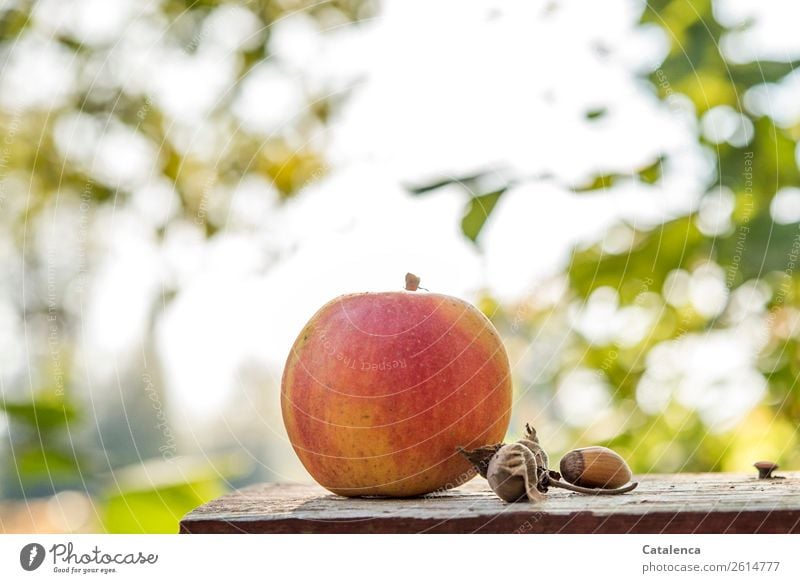 Apple in the morning; and hazelnuts Nature Plant Sky Autumn Tree Leaf Fruit Hazelnut kernel Garden Chopping board Wood Alluring Firm pretty Delicious Round