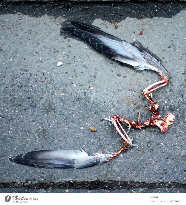 Vulture nosedive Asphalt Sidewalk Animal Dead animal Bird Pigeon Feather Skeleton Wing 1 To feed Sadness Disgust Cold Wet Grief Death Fear Beginning Loneliness