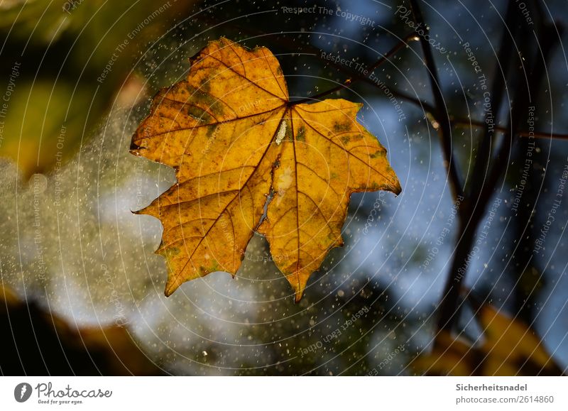 Autumn leaf in drizzle Nature Drops of water Sunrise Sunset Rain Plant Tree Leaf Maple tree Forest Illuminate Drizzle Autumn leaves October Colour photo