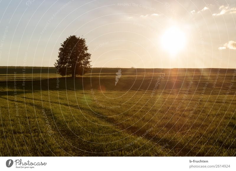 Autumn atmosphere, sunset, pastureland with tree Meditation Trip Freedom Agriculture Forestry Nature Landscape Tree Grass Meadow Field Relaxation Going Hiking