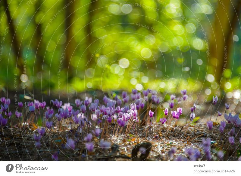 cyclamen in sunlight Cyclamen Forest Kitsch Natural Wild Brown Green Pink Nature Wild plant Delicate Diminutive Small Deserted Copy Space top Sunlight