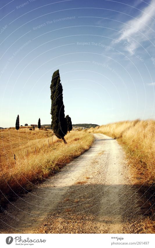 tuscan views. Landscape Vacation & Travel Tuscany Cypress Lanes & trails Gravel path Gravel road Beautiful weather Sky Blue sky Avenue Tree South Italy Footpath