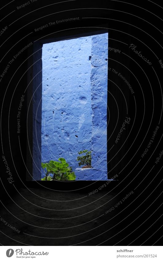 Blue view Manmade structures Building Architecture Wall (barrier) Wall (building) Facade Window Geranium Dark Blue tone Colour Narrow Plant Deserted
