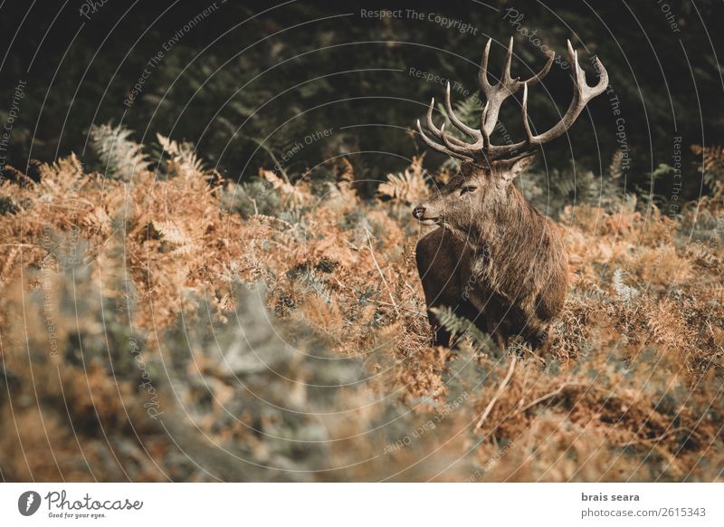 Red Deer Beautiful Biology Hunter Masculine Nature Animal Earth Autumn Fern Forest Wild animal Red deer 1 Observe Feeding Stand Dark Brown Yellow