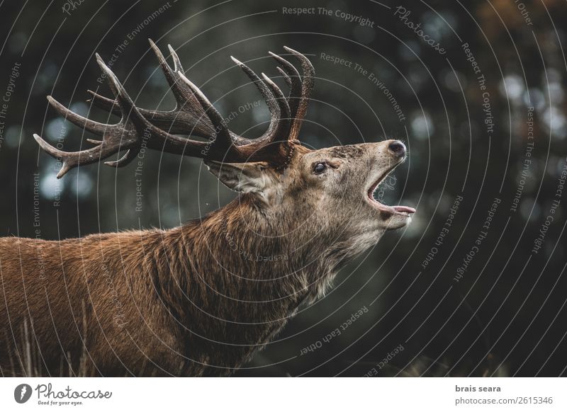 Red Deer Meat Adventure Safari Hunter Hunting Biologist Masculine Nature Animal Autumn Forest England Animal face 1 Rutting season Observe Scream Dark Wild