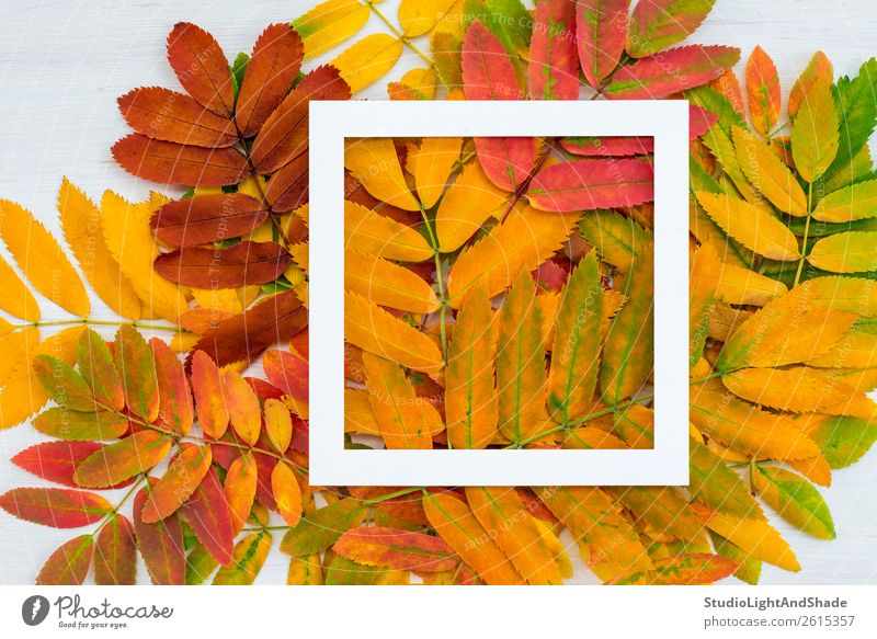White square frame on colorful ashberry leaves background Design Beautiful Harmonious Leisure and hobbies Garden Decoration Art Exhibition Work of art