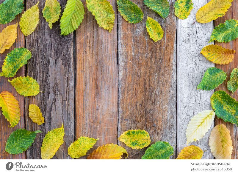 Bright leaves background Royalty Free Vector Image