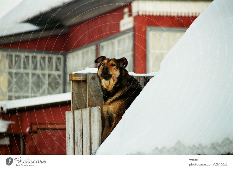 Here I wake. Pet Dog 1 Animal Looking Fence Wood Winter Cold Red Wauwau Protection Exterior shot Colour photo Copy Space right Day Contrast
