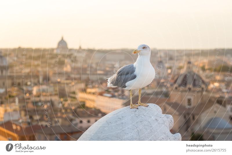 Seagull in front of Cityscape of Rome, Italy, at sunset Capital city Downtown Skyline Roof Tourist Attraction Animal Bird 1 Rutting season Discover Flying