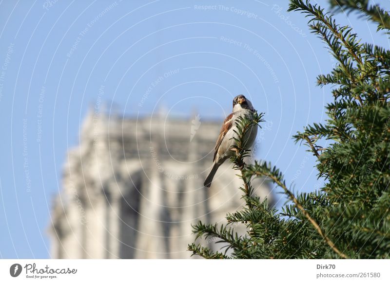 The Sparrow of Paris, male version Sightseeing City trip Cloudless sky Beautiful weather Plant Tree Yew Park France Downtown Church Tower Tourist Attraction