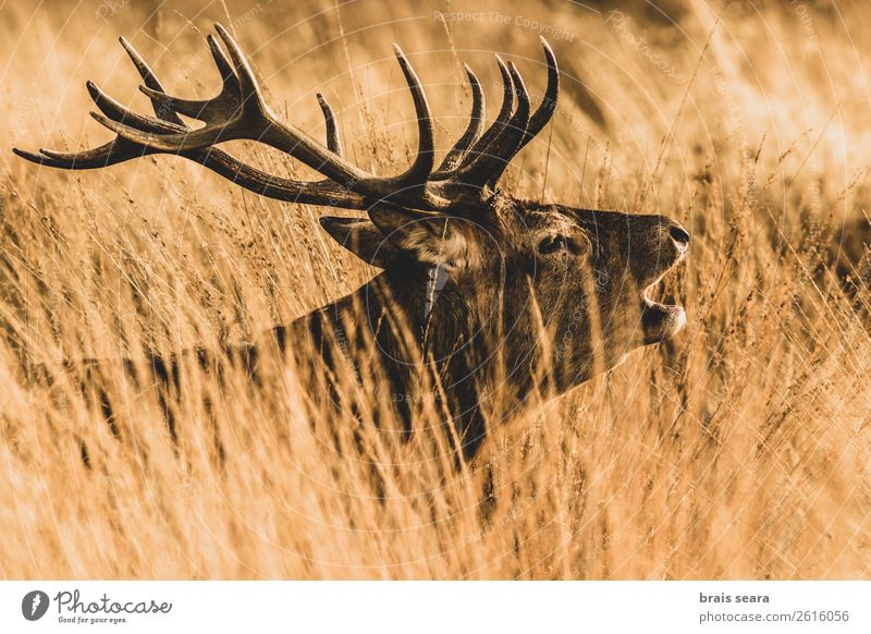 Red Deer Beautiful Masculine Nature Animal Earth Autumn Grass Forest Wild animal Animal face Red deer 1 Observe Stand Dark Brown Yellow Willpower Passion