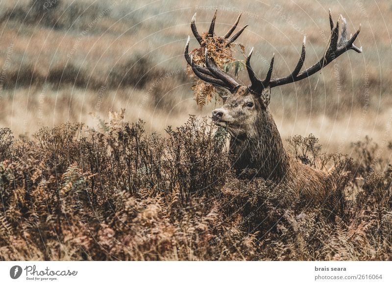 Red Deer Hunter Masculine Nature Animal Autumn Weather Rain Grass Fern Forest Wild animal Animal face Red deer 1 Observe Stand Dark Free Brown Love of animals