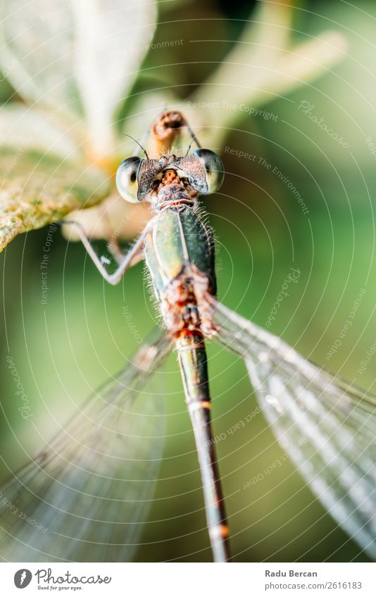 Dragonfly Macro Portrait In Nature Summer Environment Plant Animal Leaf Garden Park Wild animal Fly Animal face Wing 1 Small Natural Blue Multicoloured Yellow