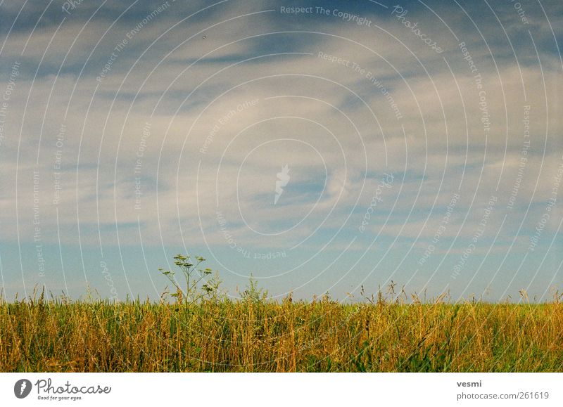 summer Landscape Sky Clouds Summer Autumn Beautiful weather Grass Field Natural Contentment Freedom Clouds in the sky Seasons Sunlight Romance Calm