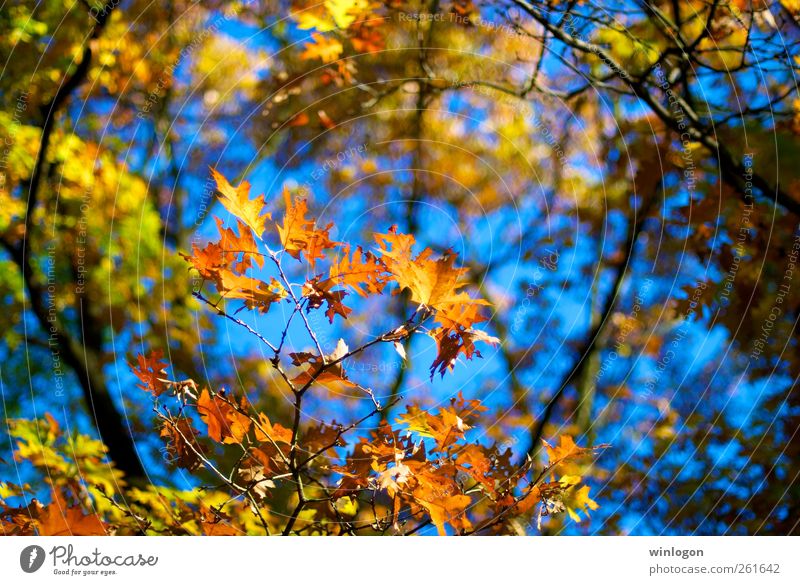 autumn foliage Nature Plant Sky Sunlight Autumn Tree Leaf Foliage plant Autumn leaves Autumnal Autumnal colours Automn wood Autumn sky Park Forest Germany