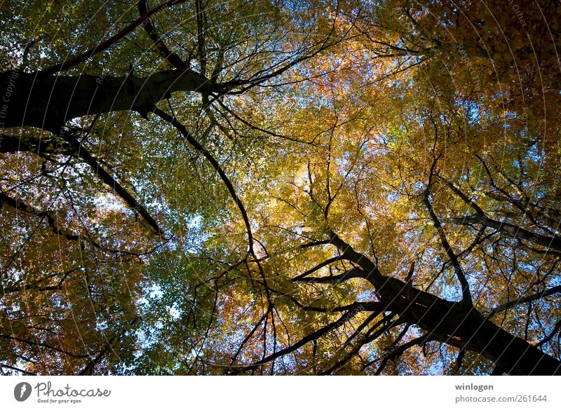 treetops Nature Plant Sky Autumn Tree Leaf Germany North Rhine-Westphalia Wuppertal barmen Treetop Above Tall Upward Park Forest Authentic Simple Far-off places